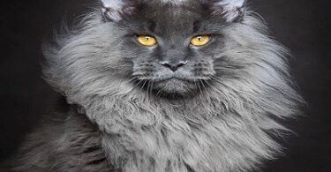 chat